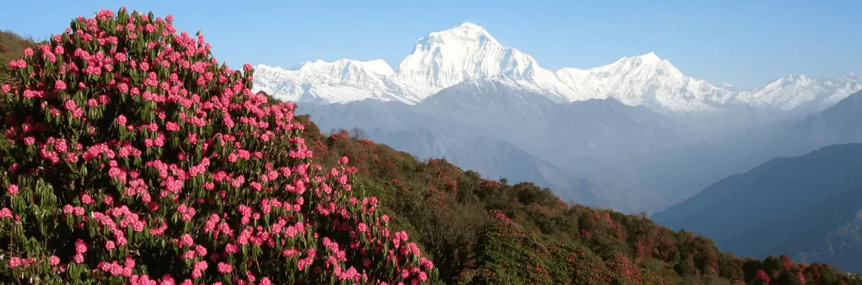 Red rhododendron flowers in full bloom with the snowy Himalayan mountains in the background.