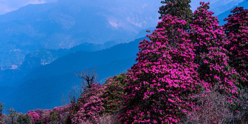 Blooming rhododendron trees with bright pink flowers covering a Himalayan hillside in Nepal
