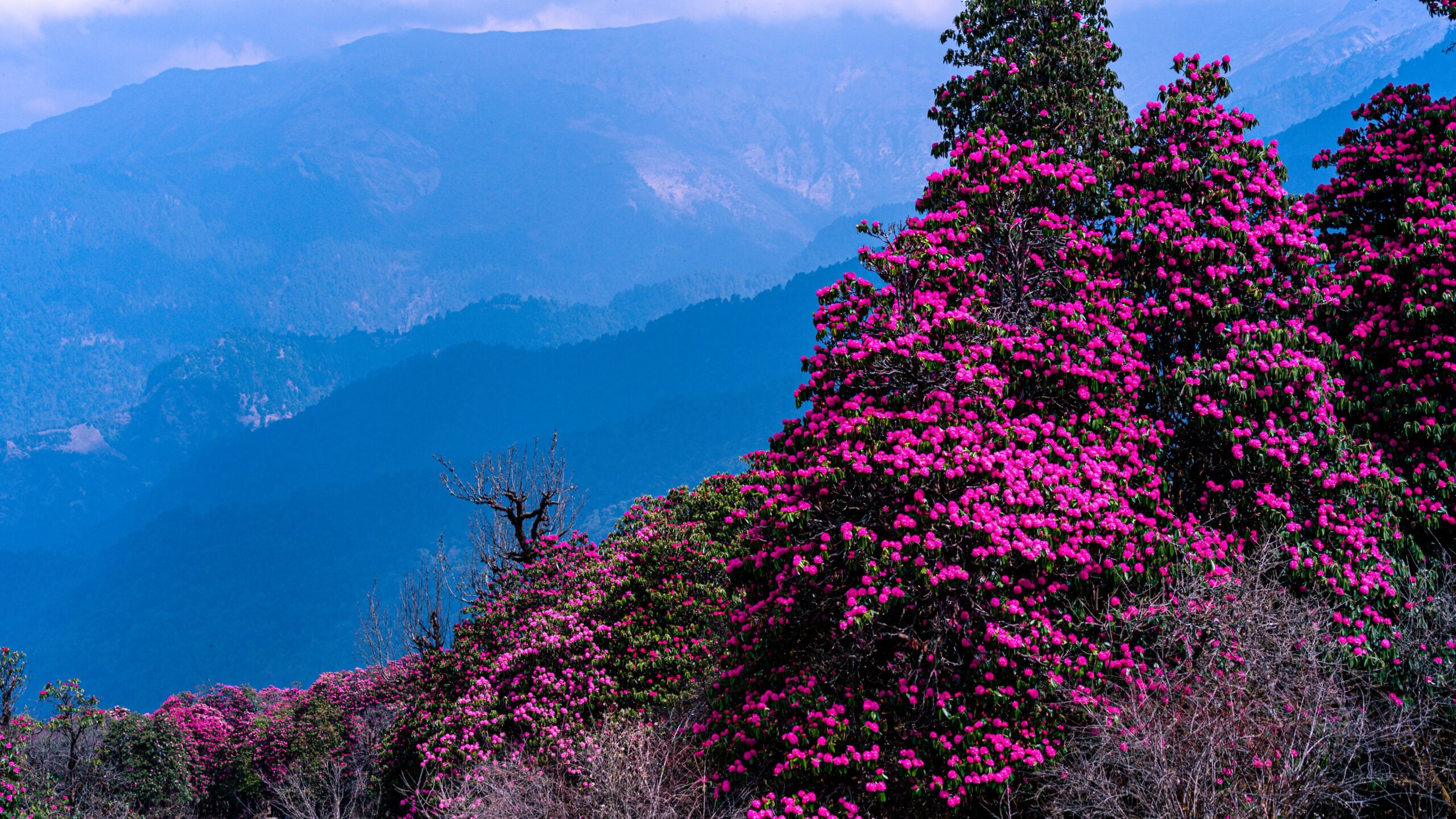 Rhododendron of Nepal: The Pride of the Himalayas