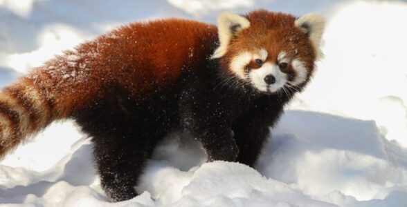 A red panda walking through snow, showing its reddish-brown fur, white facial markings, and bushy tail.