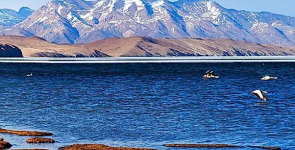 A stunning view of Mansarovar Lake with snow-capped mountains in the background and clear blue waters in Tibet.